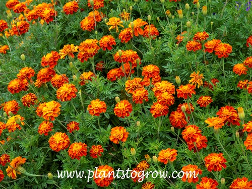'Konstance' Marigold (Tagetes)  
Continually produced flowers through the season.